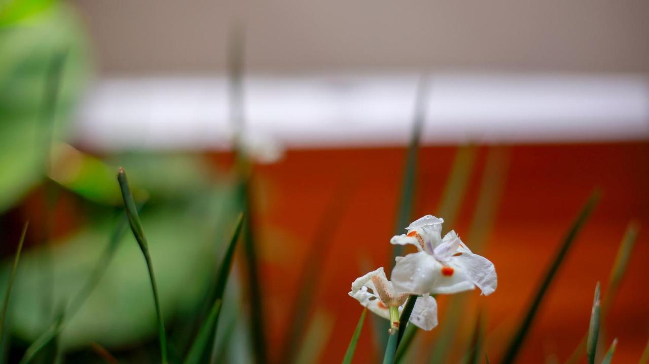 Pousada Flor De Anis Alto Paraíso de Goiás Exteriér fotografie